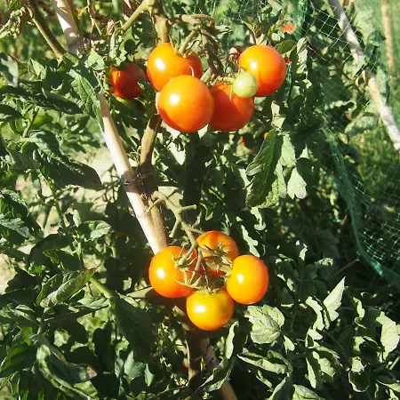 Agriturismo Ardizio 43-2